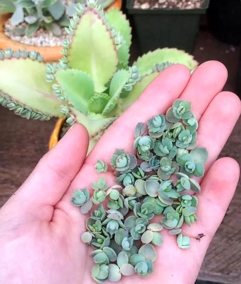 گیاه اشک تمساح با نام علمی Kalanchoe Daigremontiana و نام انگلیسی Bryophyllum از ساکولنت‌های خانواده Crassulaceae یا گل نازیان می‌باشد.مجموعه تولیدی سیدوس ,تولید کننده گلدان پلاستیکی سیدوس ,بیش از 120نوع, اعم از گلدان استوانه ای پلاستیکی سیدوس,گلدان الماسی پلاستیکی سیدوس,گلدان مربعی پلاستیکی,گلدان مثلثی پلاستیکی,گلدان گرد پلاستیکی ,باکس مستطیلی,در اندازه های کاکتوسی تا درختچه ای