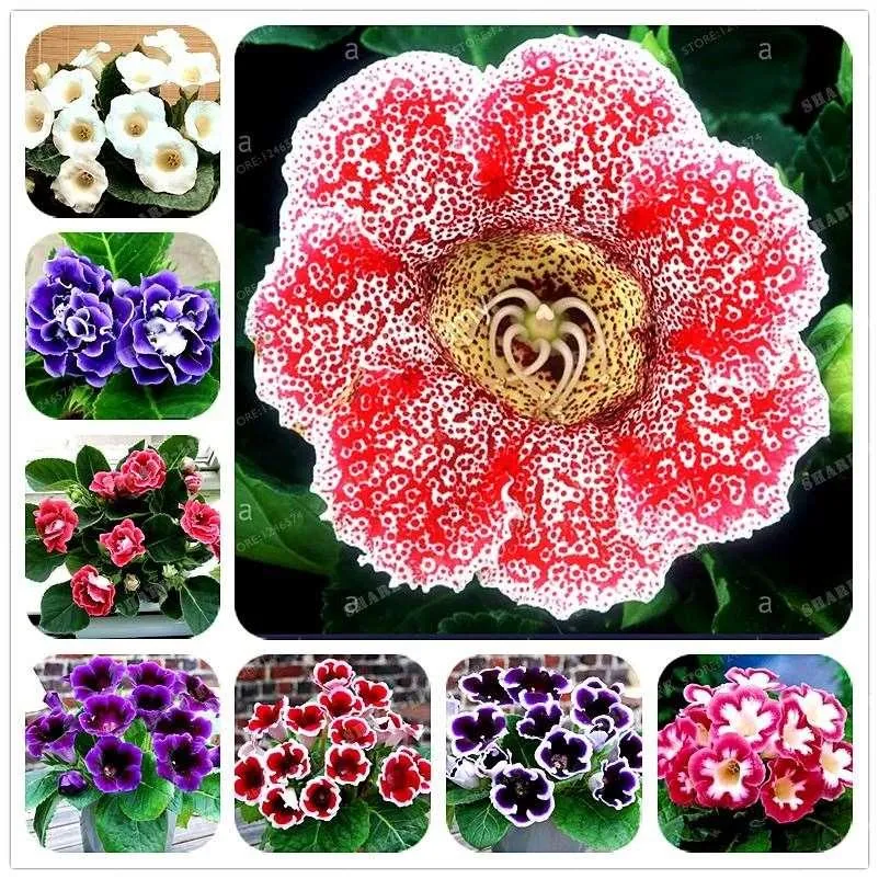 گیاه گلوکسینیا (Gloxinia)نام علمی: (Sinningia speciose)
