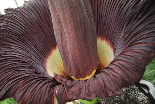 گیاهان گوشتخوار (به انگلیسی: Carnivorous plants )،با فتوسنتز انرژی تولید می‌کنند.مجموعه تولیدی سیدوس ,تولید کننده گلدان پلاستیکی سیدوس ,بیش از 120نوع, اعم از گلدان استوانه ای پلاستیکی سیدوس,گلدان الماسی پلاستیکی سیدوس,گلدان مربعی پلاستیکی,گلدان مثلثی پلاستیکی,گلدان گرد پلاستیکی ,باکس مستطیلی,در اندازه های کاکتوسی تا درختچه ای