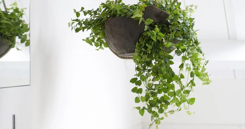 گیاه انجیر چسب یا Ficus pumila یا  creeping figمجموعه تولیدی سیدوس ,تولید کننده گلدان پلاستیکی سیدوس ,بیش از 120نوع, اعم از گلدان استوانه ای پلاستیکی سیدوس,گلدان الماسی پلاستیکی سیدوس,گلدان مربعی پلاستیکی,گلدان مثلثی پلاستیکی,گلدان گرد پلاستیکی ,باکس مستطیلی,در اندازه های کاکتوسی تا درختچه ای
