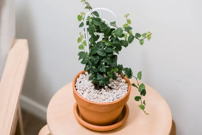 گیاه انجیر چسب یا Ficus pumila یا  creeping figمجموعه تولیدی سیدوس ,تولید کننده گلدان پلاستیکی سیدوس ,بیش از 120نوع, اعم از گلدان استوانه ای پلاستیکی سیدوس,گلدان الماسی پلاستیکی سیدوس,گلدان مربعی پلاستیکی,گلدان مثلثی پلاستیکی,گلدان گرد پلاستیکی ,باکس مستطیلی,در اندازه های کاکتوسی تا درختچه ای