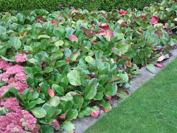 گل برجینا (گل برگنیا)Bergenia Bressingham White مجموعه تولیدی سیدوس تولید کننده گلدان پلاستیکی سیدوس