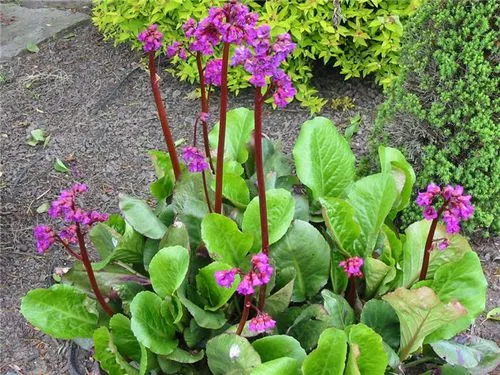 گل برجینا (گل برگنیا)Bergenia Bressingham White مجموعه تولیدی سیدوس تولید کننده گلدان پلاستیکی سیدوس