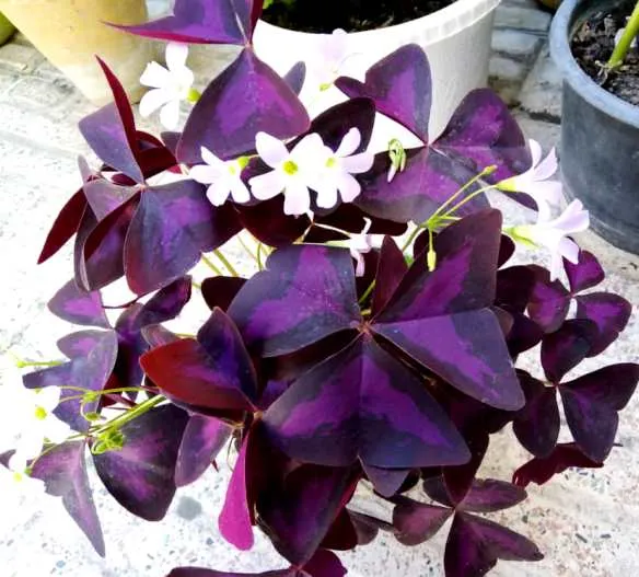 گل شبدر ترشک,گیاه Oxalis corniculata (با نام فارسی شبدر ترشک و نام محلی ترشه واش)مجموعه تولیدی سیدوس تولید کننده گلدان پلاستیکی سیدوس,اعم از استوانه ای,مربعی,سه گوش,گرد,و120مدل گلدان پلاستیکی شکیل
