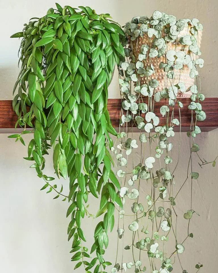 گل آشیانتوسنام علمی : Aeschynanthus Japhrolepis نام علمی آن برگرفته از کلمه یونانی ( aischyne ) به معنی شرم و خجالت است مجموعه تولیدی گلدان پلاستیکی سیدوس این گل زیبا را میپسندد.