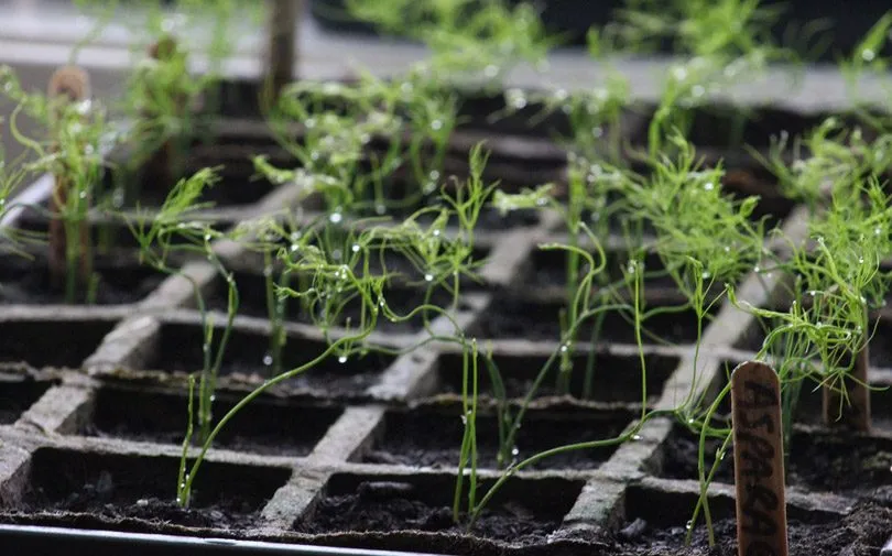  سرخس مارچوبهنام علمی: Asparagus Falcatus مجموعه تولیدی سیدوس ,تولید کننده گلدان پلاستیکی سیدوس ,بیش از 120نوع, اعم از گلدان استوانه ای پلاستیکی سیدوس,گلدان الماسی پلاستیکی سیدوس,گلدان مربعی پلاستیکی,گلدان مثلثی پلاستیکی,گلدان گرد پلاستیکی ,باکس مستطیلی,در اندازه های کاکتوسی تا درختچه ای