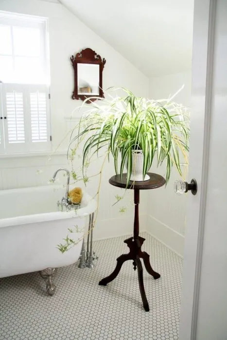 گیاه مناسب دستشویی تاریک و حمامA plant suitable for dark toilets and bathrooms مجموعه تولیدی سیدوس ,تولید کننده گلدان پلاستیکی سیدوس ,بیش از 120نوع, اعم از گلدان استوانه ای پلاستیکی سیدوس,گلدان الماسی پلاستیکی سیدوس,گلدان مربعی پلاستیکی,گلدان مثلثی پلاستیکی,گلدان گرد پلاستیکی ,باکس مستطیلی,در اندازه های کاکتوسی تا درختچه ای