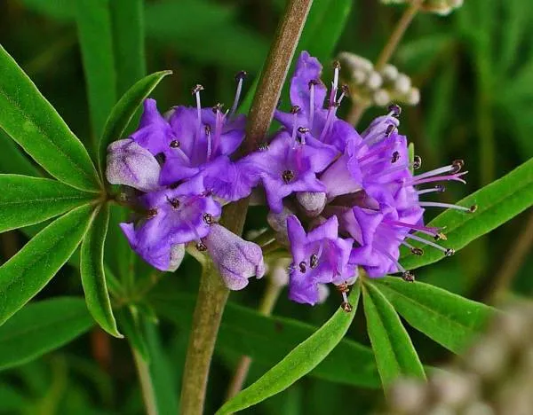 گیاه پنج انگشت یک گونه از سرده پنج انگشت است. نام علمی: Vitex agnus-castus
رده بندی بالاتر :ویتکس
تیره : شاه پسند
گونه: V. agnus-castus
مجموعه تولیدی گلدان پلاستیکی سیدوس