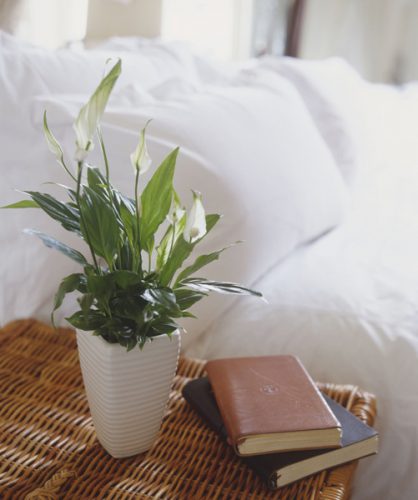 اسپاتی فیلوم (Peace Lily)