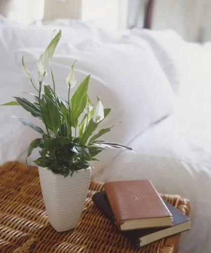 اسپاتی فیلوم (Peace Lily)