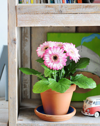 ژربرا جامزونی(Gerbera Daisies)