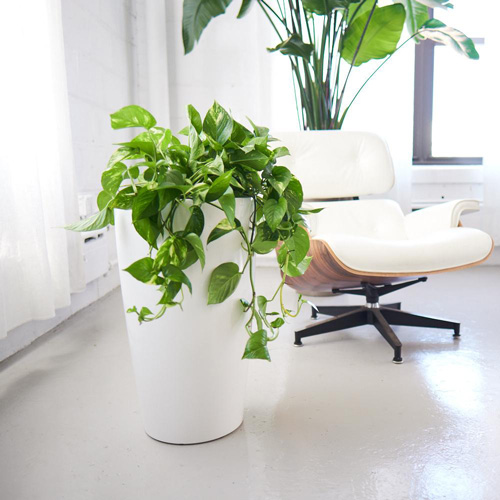 پتوس ( Pothos)
