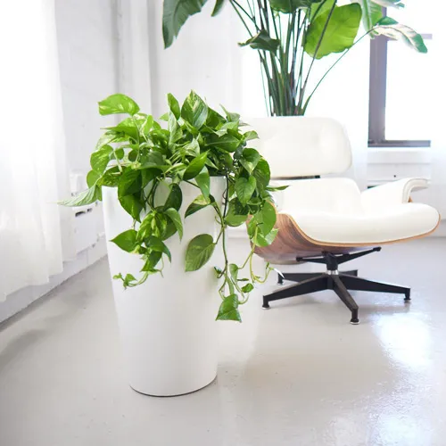 پتوس ( Pothos)