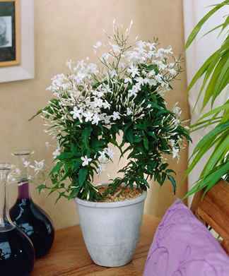 یاس سفید (Jasmine)