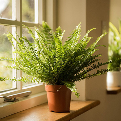 سرخس ( Boston Fern )