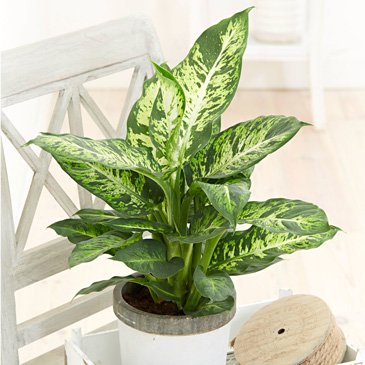 دیفن باخیا(Dieffenbachia)