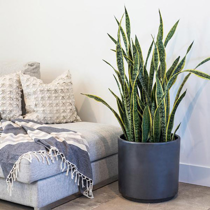 سانسوریا شمشیری ( Snake Plant )