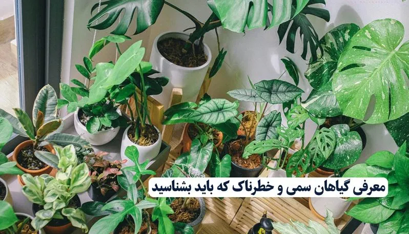 <br />
گیاهان سمی آپارتمانی<br />
مجموعه تولیدی سیدوس تولید کننده انواع گلدان پلاستیکی سیدوس<br />
Poisonous houseplants