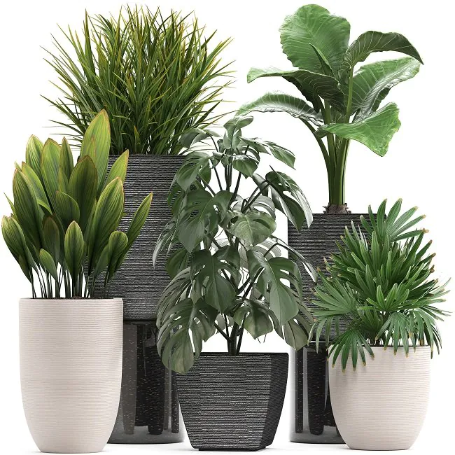 خرید گیاهان و7نکته کلیدی در این موردBuying Plants and 7 Key Points
مجموعه تولیدی سیدوس ,تولید کننده گلدان پلاستیکی سیدوس ,بیش از 120نوع, اعم از گلدان استوانه ای پلاستیکی سیدوس,گلدان الماسی پلاستیکی سیدوس,گلدان مربعی پلاستیکی,گلدان مثلثی پلاستیکی,گلدان گرد پلاستیکی ,باکس مستطیلی,در اندازه های کاکتوسی تا درختچه ای
