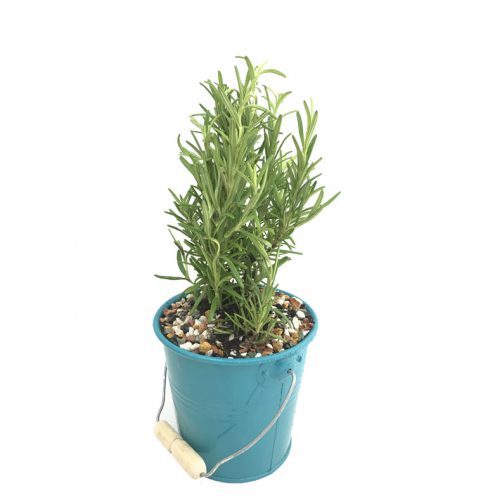 دیفن باخیا(Dieffenbachia)