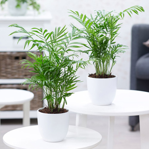 شامادورا (Bamboo palm)