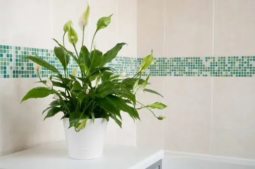 گیاه مناسب دستشویی تاریک و حمامA plant suitable for dark toilets and bathrooms مجموعه تولیدی سیدوس ,تولید کننده گلدان پلاستیکی سیدوس ,بیش از 120نوع, اعم از گلدان استوانه ای پلاستیکی سیدوس,گلدان الماسی پلاستیکی سیدوس,گلدان مربعی پلاستیکی,گلدان مثلثی پلاستیکی,گلدان گرد پلاستیکی ,باکس مستطیلی,در اندازه های کاکتوسی تا درختچه ای