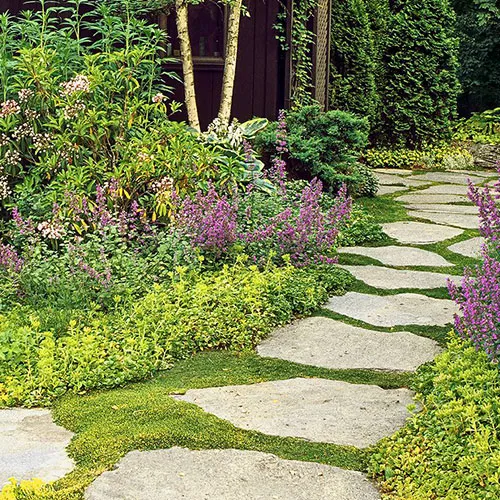 گیاهان پوششی جایگزین چمنCover plants replace grass مجموعه تولیدی سیدوس ,تولید کننده گلدان پلاستیکی سیدوس ,بیش از 120نوع, اعم از گلدان استوانه ای پلاستیکی سیدوس,گلدان الماسی پلاستیکی سیدوس,گلدان مربعی پلاستیکی,گلدان مثلثی پلاستیکی,گلدان گرد پلاستیکی ,باکس مستطیلی,در اندازه های کاکتوسی تا درختچه ای