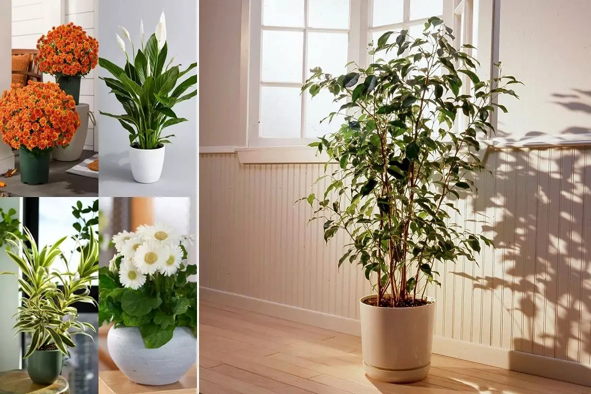 گیاهان آپارتمانی مناسب برای افراد آلرژیکHouseplants suitable for allergy sufferers
مجموعه تولیدی سیدوس ,تولید کننده گلدان پلاستیکی سیدوس ,بیش از 120نوع, اعم از گلدان استوانه ای پلاستیکی سیدوس,گلدان الماسی پلاستیکی سیدوس,گلدان مربعی پلاستیکی,گلدان مثلثی پلاستیکی,گلدان گرد پلاستیکی ,باکس مستطیلی,در اندازه های کاکتوسی تا درختچه ای