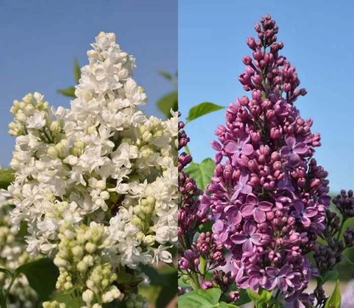 یاس خوشه ای,Syringa vulgarisمجموعه تولیدی گلدان پلاستیکی سیدوس