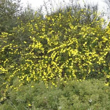 گل یاس و نحوه کاشت و تکثیر آن Jasmine flower and how to plant and propagate it مجموعه تولیدی سیدوس ,تولید کننده گلدان پلاستیکی سیدوس اعم از گلدان استوانه ای و ...