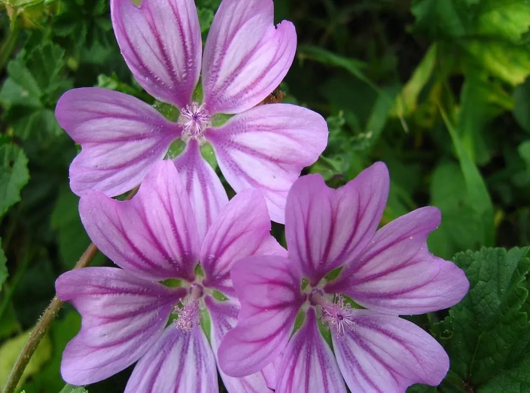 گل پنیرک,Mallow نام علمی پنیرک Malva sylvestris تریندینگ، آفتاب‌پرست، خورپرست، ختمی پنیرک و آفتاب‌گردک cheeses ، high mallow ، tall mallow ************* مجموعه تولیدی سیدوس ,تولید کننده گلدان پلاستیکی سیدوس