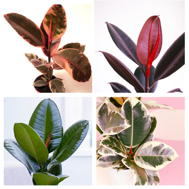 درختچه های آپارتمانی در گلدان پلاستیکی سیدوسApartment shrubs in plastic pots Sidoos
مجموعه تولیدی سیدوس ,تولید کننده گلدان پلاستیکی سیدوس ,بیش از 120نوع, اعم از گلدان استوانه ای پلاستیکی سیدوس,گلدان الماسی پلاستیکی سیدوس,گلدان مربعی پلاستیکی,گلدان مثلثی پلاستیکی,گلدان گرد پلاستیکی ,باکس مستطیلی,در اندازه های کاکتوسی تا درختچه ای