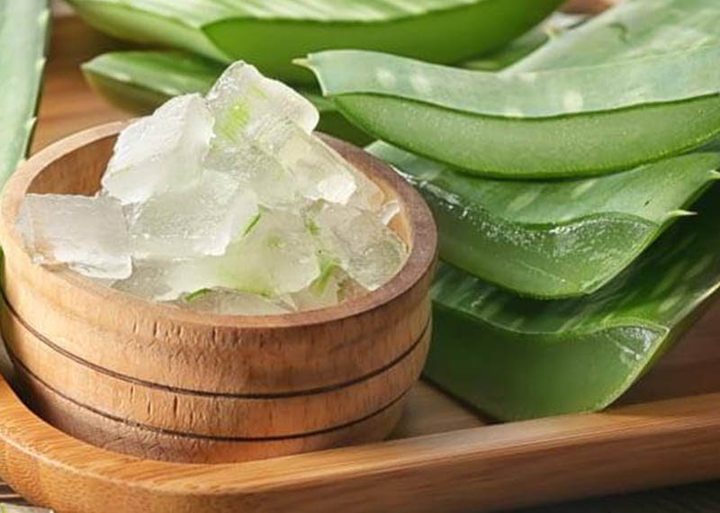 گیاه آلوئه ورا یا صبرAloe vera plant or patience مجموعه تولیدی سیدوس ,تولید کننده گلدان پلاستیکی سیدوس ,بیش از 120نوع, اعم از گلدان استوانه ای پلاستیکی سیدوس,گلدان الماسی پلاستیکی سیدوس,گلدان مربعی پلاستیکی,گلدان مثلثی پلاستیکی,گلدان گرد پلاستیکی ,باکس مستطیلی,در اندازه های کاکتوسی تا درختچه ای