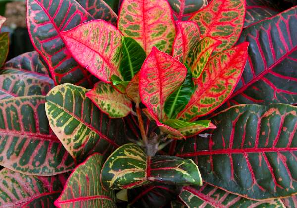 گیاه آپارتمانی کروتن پرتقالی Orange Croton Houseplant مجموعه تولیدی سیدوس ,تولید کننده گلدان پلاستیکی سیدوس ,بیش از 120نوع, اعم از گلدان استوانه ای پلاستیکی سیدوس,گلدان الماسی پلاستیکی سیدوس,گلدان مربعی پلاستیکی,گلدان مثلثی پلاستیکی,گلدان گرد پلاستیکی ,باکس مستطیلی,در اندازه های کاکتوسی تا درختچه ای