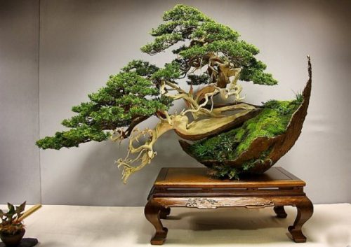 بونسای چیست؟تاریخچه بونسای وانواع آن What is bonsai? History of bonsai and its types مجموعه تولیدی سیدوس ,تولید کننده گلدان پلاستیکی سیدوس ,بیش از 120نوع, اعم از گلدان استوانه ای پلاستیکی سیدوس,گلدان الماسی پلاستیکی سیدوس,گلدان مربعی پلاستیکی,گلدان مثلثی پلاستیکی,گلدان گرد پلاستیکی ,باکس مستطیلی,در اندازه های کاکتوسی تا درختچه ای
