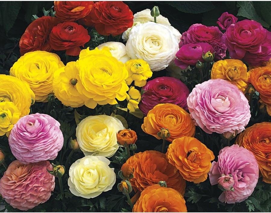 گل آنمون در گلدان پلاستیکی سیدوس Anemone flower in a plastic pot Sidoos گلدان پلاستیکی Plastic pot, plastic vase مجموعه تولیدی سیدوس ,تولید کننده گلدان پلاستیکی سیدوس ,بیش از 120نوع, اعم از گلدان استوانه ای پلاستیکی سیدوس,گلدان الماسی پلاستیکی سیدوس,گلدان مربعی پلاستیکی,گلدان مثلثی پلاستیکی,گلدان گرد پلاستیکی ,باکس مستطیلی,در اندازه های کاکتوسی تا درختچه ای