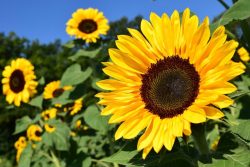 Sunflower in Sidoos rubber pot گل آفتابگردان در گلدان پلاستیکی سیدوس