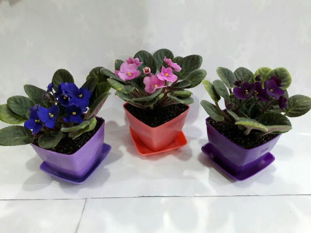 گلدان پلاستیکی و 20 گل مناسب Plastic vase and 20 suitable flowersSquare plastic pot گلدان پلاستیکی مربعی سیدوس