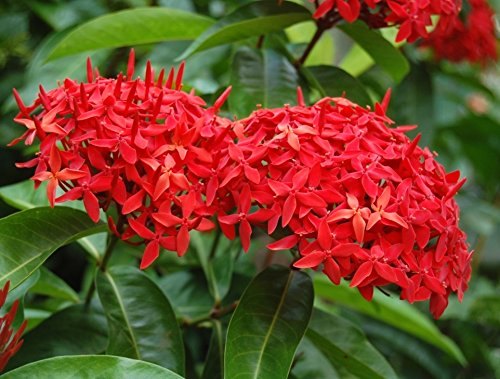 گل ایکسوار/ گل شعله جنگل (West Indian Jasmine)نام علمی: (Ixora coccinea)