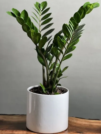 گیاهان آپارتمانی حساس ونازک نارنجیDelicate and delicate orange houseplants
مجموعه تولیدی سیدوس ,تولید کننده گلدان پلاستیکی سیدوس ,بیش از 120نوع, اعم از گلدان استوانه ای پلاستیکی سیدوس,گلدان الماسی پلاستیکی سیدوس,گلدان مربعی پلاستیکی,گلدان مثلثی پلاستیکی,گلدان گرد پلاستیکی ,باکس مستطیلی,در اندازه های کاکتوسی تا درختچه ای