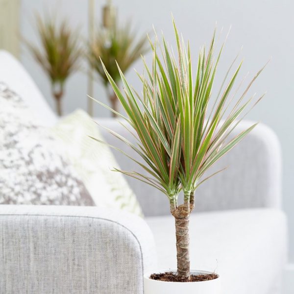 درختچه های آپارتمانی در گلدان پلاستیکی سیدوسApartment shrubs in plastic pots Sidoos
مجموعه تولیدی سیدوس ,تولید کننده گلدان پلاستیکی سیدوس ,بیش از 120نوع, اعم از گلدان استوانه ای پلاستیکی سیدوس,گلدان الماسی پلاستیکی سیدوس,گلدان مربعی پلاستیکی,گلدان مثلثی پلاستیکی,گلدان گرد پلاستیکی ,باکس مستطیلی,در اندازه های کاکتوسی تا درختچه ای
