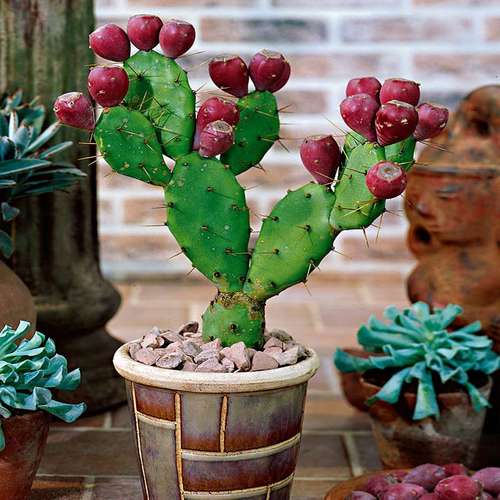 کاکتوس های میوه دارFruit-bearing cacti مجموعه تولیدی سیدوس ,تولید کننده گلدان پلاستیکی سیدوس ,بیش از 120نوع, اعم از گلدان استوانه ای پلاستیکی سیدوس,گلدان الماسی پلاستیکی سیدوس,گلدان مربعی پلاستیکی,گلدان مثلثی پلاستیکی,گلدان گرد پلاستیکی ,باکس مستطیلی,در اندازه های کاکتوسی تا درختچه ای