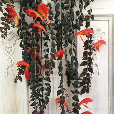 گل کولومنئا Columneaمجموعه تولیدی سیدوس ,تولید کننده گلدان پلاستیکی سیدوس ,بیش از 120نوع, اعم از گلدان استوانه ای پلاستیکی سیدوس,گلدان الماسی پلاستیکی سیدوس,گلدان مربعی پلاستیکی,گلدان مثلثی پلاستیکی,گلدان گرد پلاستیکی ,باکس مستطیلی,در اندازه های کاکتوسی تا درختچه ای