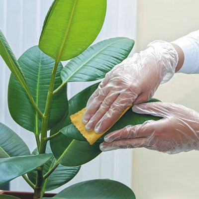 برگ گیاهان آپارتمانی را با شیر براق کنیم.Shine the leaves of houseplants with milk.
مجموعه تولیدی سیدوس ,تولید کننده گلدان پلاستیکی سیدوس ,بیش از 120نوع, اعم از گلدان استوانه ای پلاستیکی سیدوس,گلدان الماسی پلاستیکی سیدوس,گلدان مربعی پلاستیکی,گلدان مثلثی پلاستیکی,گلدان گرد پلاستیکی ,باکس مستطیلی,در اندازه های کاکتوسی تا درختچه ای