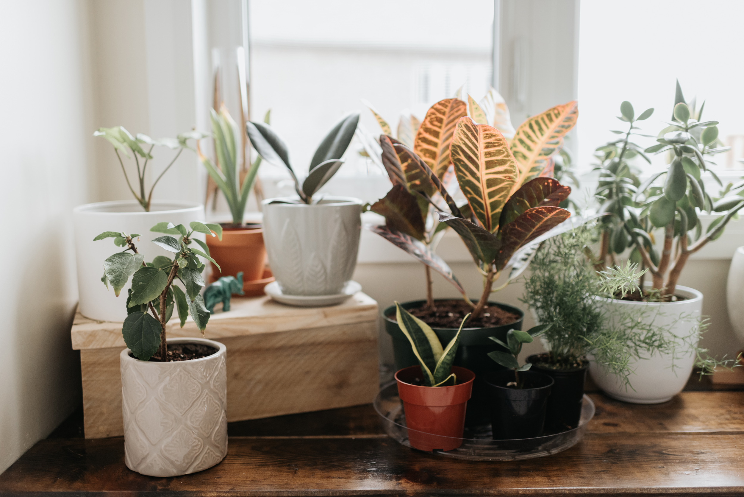گیاهان آپارتمانی حساس ونازک نارنجیDelicate and delicate orange houseplants
مجموعه تولیدی سیدوس ,تولید کننده گلدان پلاستیکی سیدوس ,بیش از 120نوع, اعم از گلدان استوانه ای پلاستیکی سیدوس,گلدان الماسی پلاستیکی سیدوس,گلدان مربعی پلاستیکی,گلدان مثلثی پلاستیکی,گلدان گرد پلاستیکی ,باکس مستطیلی,در اندازه های کاکتوسی تا درختچه ای