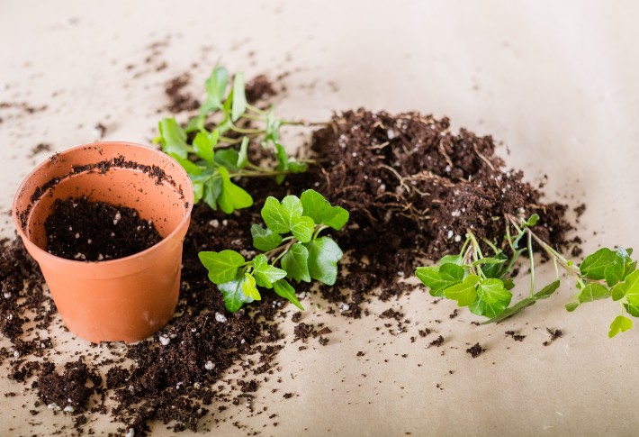 فوائد مو در خاک(راز بهبود خاک)Benefits of hair in soil (the secret to improving soil)
مجموعه تولیدی سیدوس ,تولید کننده گلدان پلاستیکی سیدوس ,بیش از 120نوع, اعم از گلدان استوانه ای پلاستیکی سیدوس,گلدان الماسی پلاستیکی سیدوس,گلدان مربعی پلاستیکی,گلدان مثلثی پلاستیکی,گلدان گرد پلاستیکی ,باکس مستطیلی,در اندازه های کاکتوسی تا درختچه ای