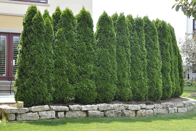 گیاهان بلند قامت مناسب حفظ حریم خصوصی Tall plants for privacy
مجموعه تولیدی سیدوس ,تولید کننده گلدان پلاستیکی سیدوس ,بیش از 120نوع, اعم از گلدان استوانه ای پلاستیکی سیدوس,گلدان الماسی پلاستیکی سیدوس,گلدان مربعی پلاستیکی,گلدان مثلثی پلاستیکی,گلدان گرد پلاستیکی ,باکس مستطیلی,در اندازه های کاکتوسی تا درختچه ای. 