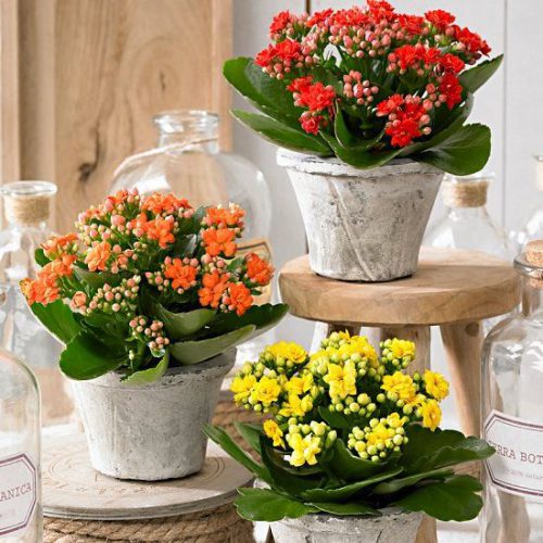 کالانکوئه با نام انگلیسی و علمی kalanchoe از خانواده Crassulaceae بوده و بومی منطقه ماداگاسکار می باشد.مجموعه تولیدی سیدوس ,تولید کننده گلدان پلاستیکی سیدوس ,بیش از 120نوع, اعم از گلدان استوانه ای پلاستیکی سیدوس,گلدان الماسی پلاستیکی سیدوس,گلدان مربعی پلاستیکی,گلدان مثلثی پلاستیکی,گلدان گرد پلاستیکی ,باکس مستطیلی,در اندازه های کاکتوسی تا درختچه ای