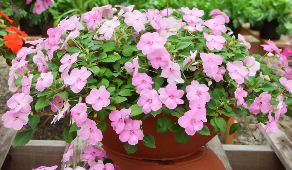 گل حنا با نام انگلیسی Touch me not و نام علمی Impatiens از گیاهان علفی خانواده Balsaminaceae محسوب می‌شود. مجموعه تولیدی سیدوس ,تولید کننده گلدان پلاستیکی سیدوس ,بیش از 120نوع, اعم از گلدان استوانه ای پلاستیکی سیدوس,گلدان الماسی پلاستیکی سیدوس,گلدان مربعی پلاستیکی,گلدان مثلثی پلاستیکی,گلدان گرد پلاستیکی ,باکس مستطیلی,در اندازه های کاکتوسی تا درختچه ای