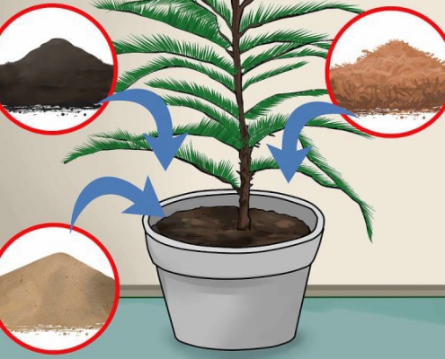 کاج مطبق (آروکاریا) با نام علمی Araucaria excelsa از خانواده  Araucariaceae  مجموعه تولیدی سیدوس ,تولید کننده گلدان پلاستیکی سیدوس ,بیش از 120نوع, اعم از گلدان استوانه ای پلاستیکی سیدوس,گلدان الماسی پلاستیکی سیدوس,گلدان مربعی پلاستیکی,گلدان مثلثی پلاستیکی,گلدان گرد پلاستیکی ,باکس مستطیلی,در اندازه های کاکتوسی تا درختچه ای